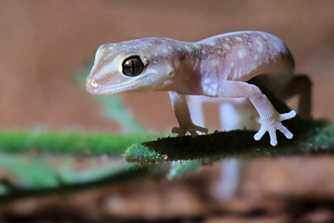 Sand-plain Gecko (Lucasium stenodactylum)
